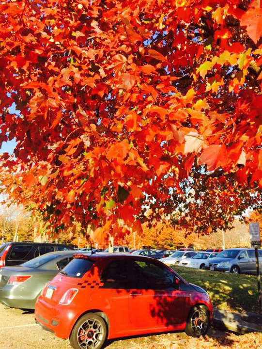 NCAA:柏林格林大学VS威廉玛丽大学的简单介绍  第1张